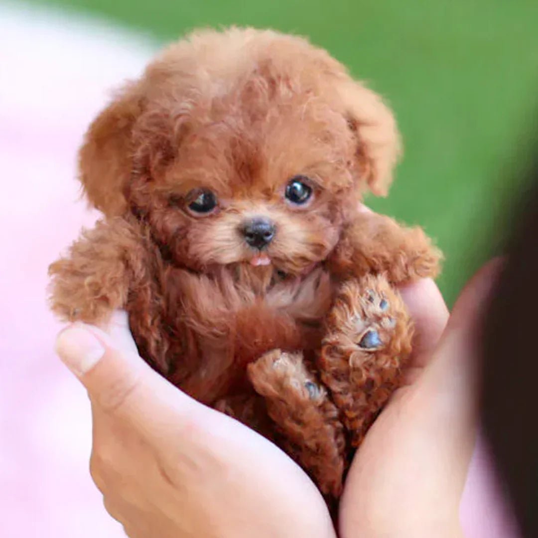 Pawtrix™ | Ultra-realistic robot puppy with lifelike movements