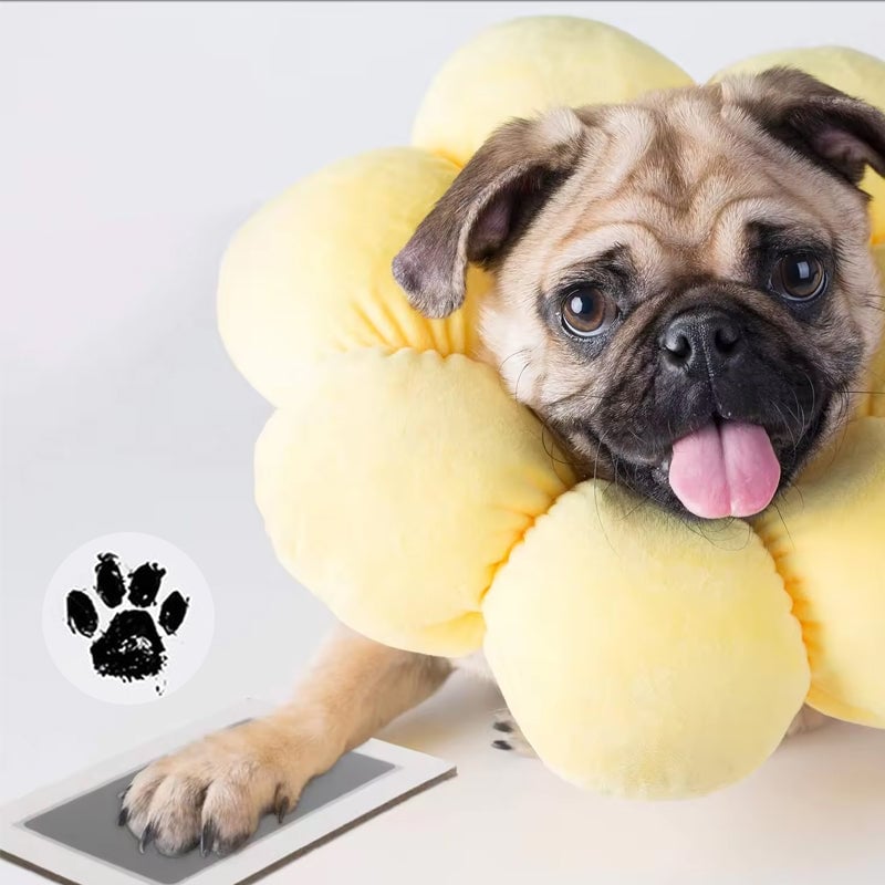 šš¶š±Paw print kit