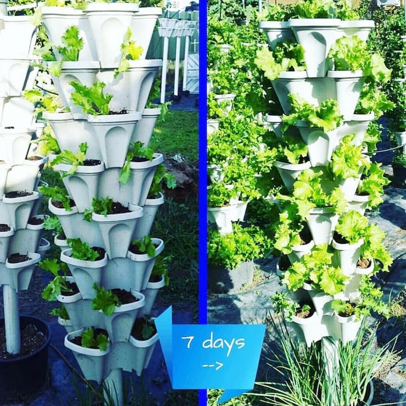 BloomTower™ | Put your green thumb to work!