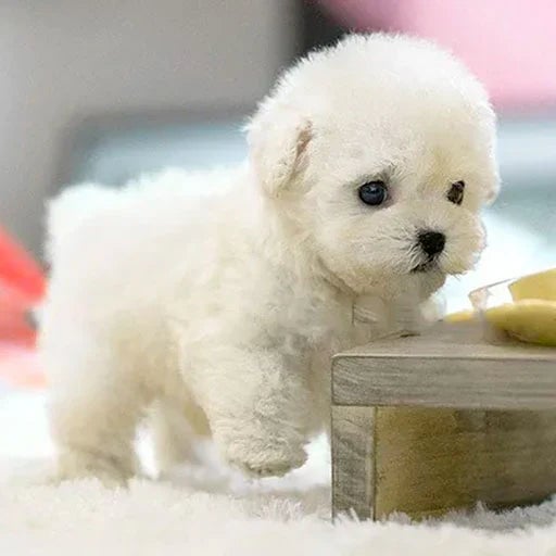 Pawtrix™ | Ultra-realistic robot puppy with lifelike movements