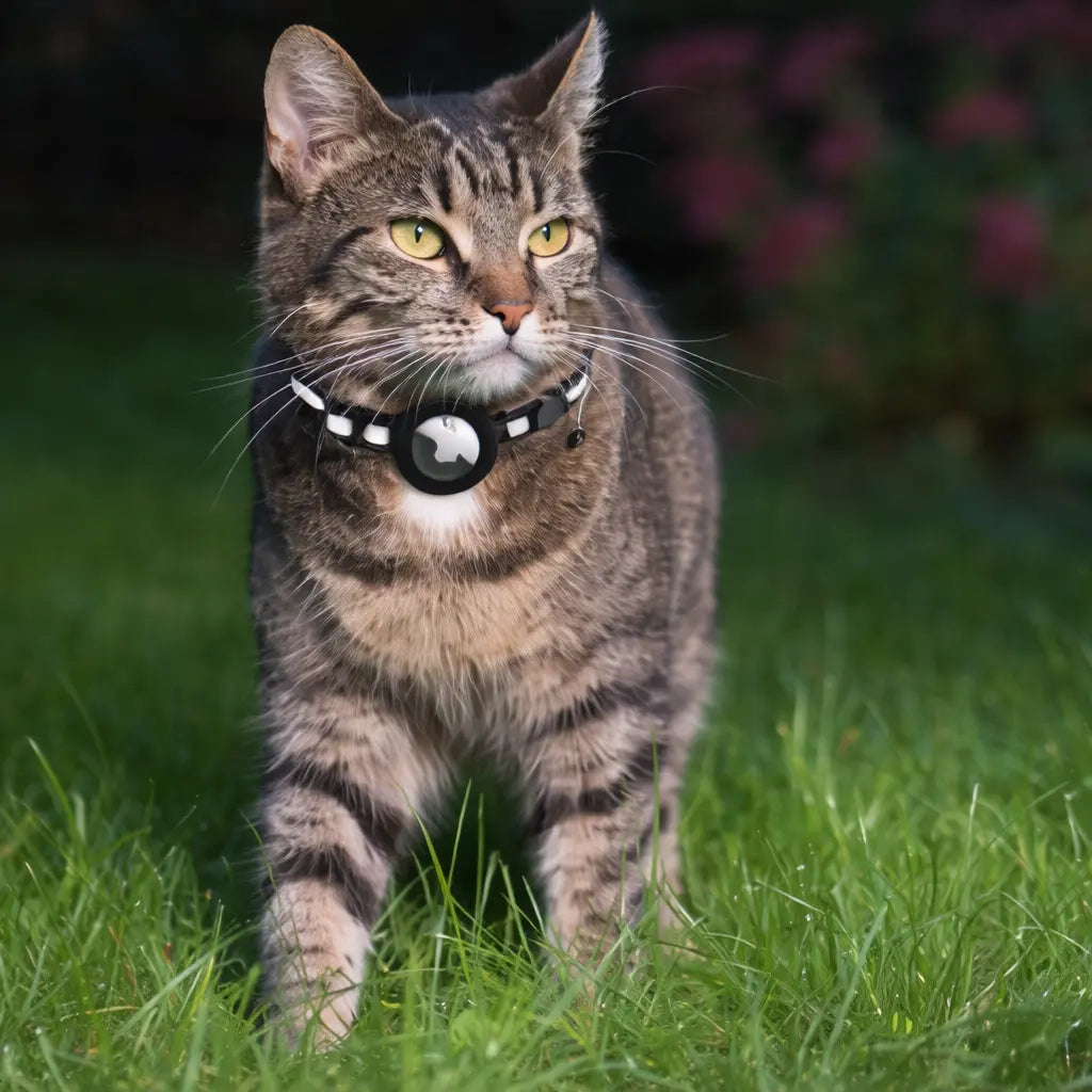 PawTrackr - Verfolgen Sie den Standort Ihrer Katze sofort, jederzeit und überall