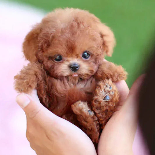 Pawtrix™ | Ultra-realistic robot puppy with lifelike movements