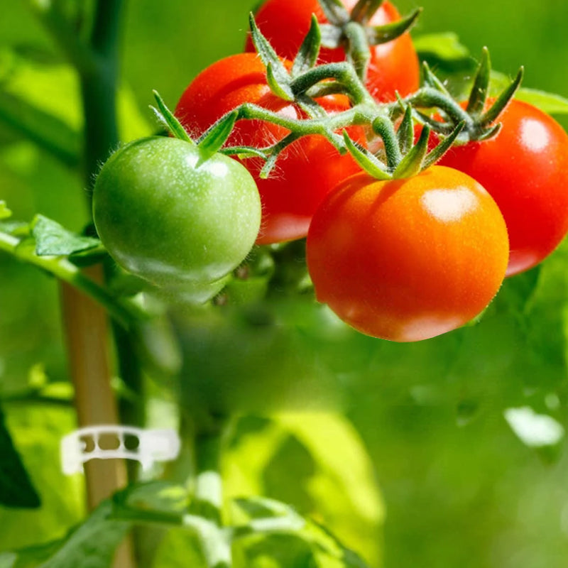 PlantBuddy™ | StemStabilisers - Keep your garden stable and strong!