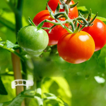 PlantBuddy™ | StemStabilisers - Keep your garden stable and strong!