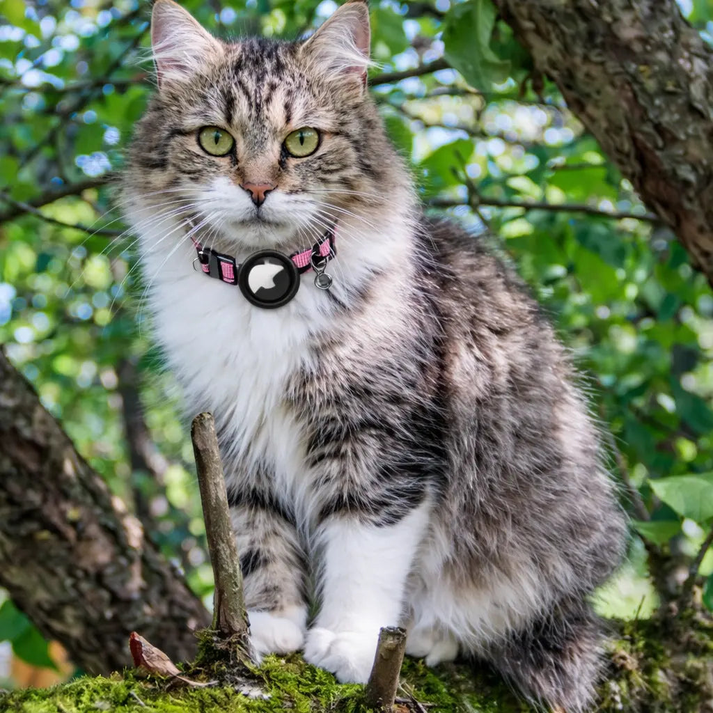 PawTrackr - Verfolgen Sie den Standort Ihrer Katze sofort, jederzeit und überall