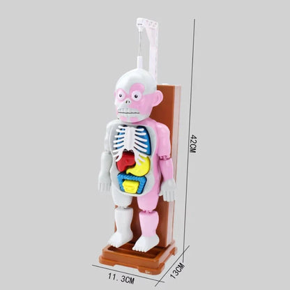 50% OFF | OrganCreep™ Creepy Human Body Model
