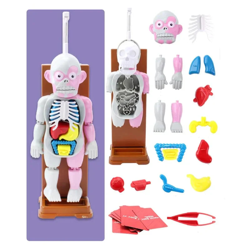 50% OFF | OrganCreep™ Creepy Human Body Model