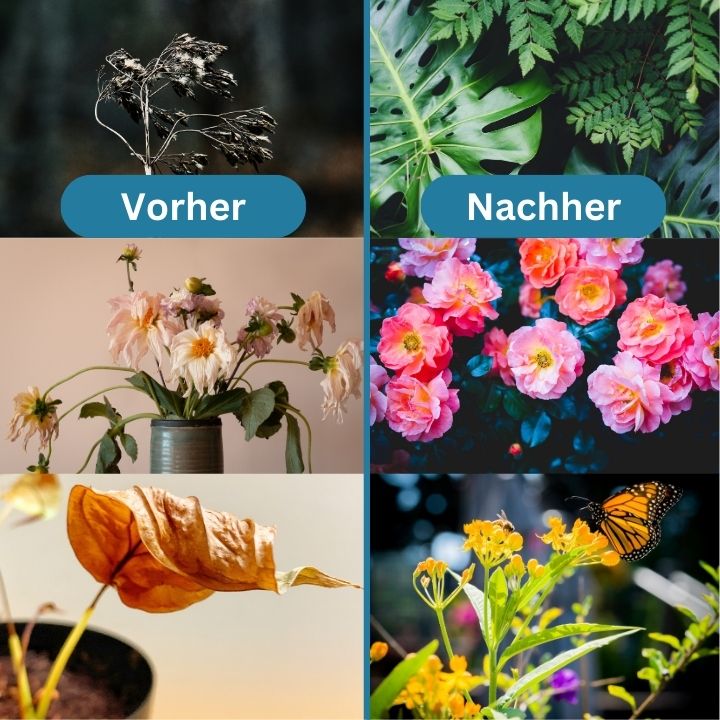 GrowBoost™ | Brings plants back to life!