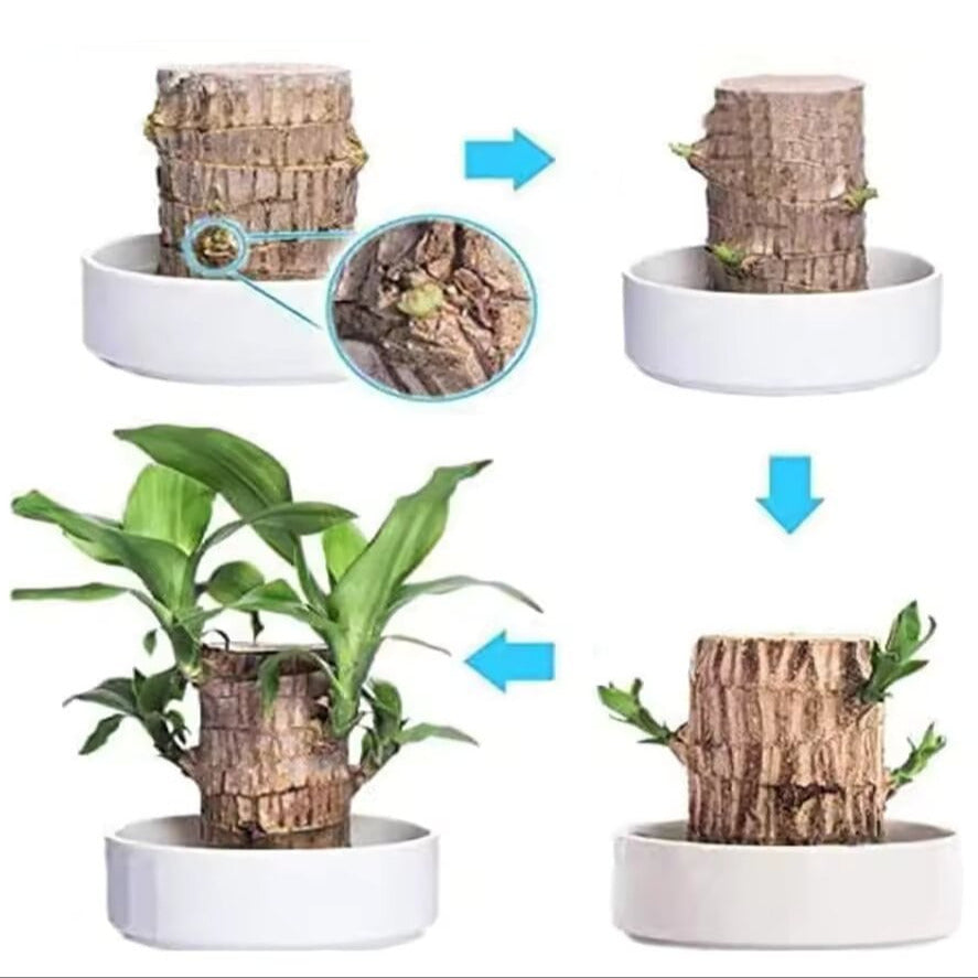 Woodora™ | Brazilian lucky tree plant