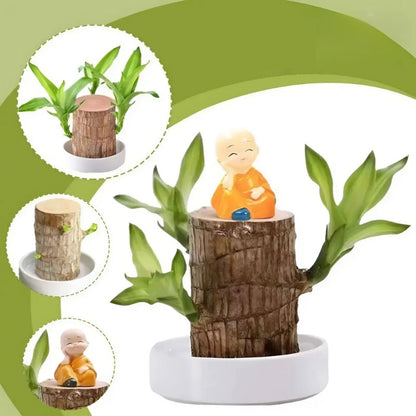 Woodora™ | Brazilian lucky tree plant