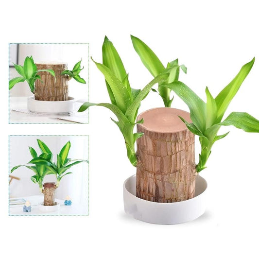 Woodora™ | Brazilian lucky tree plant
