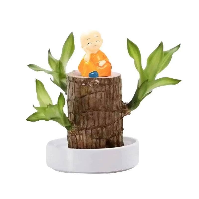 Woodora™ | Brazilian lucky tree plant
